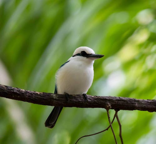 Marquesan kingfisher (Todiramphus godeffroyi)